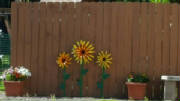 sunflower.jpg